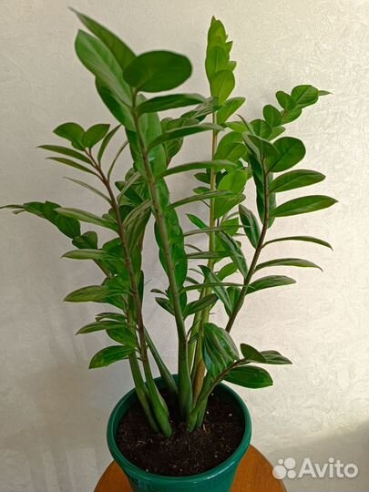 Замиокулькас в горшке, 80см взрослый