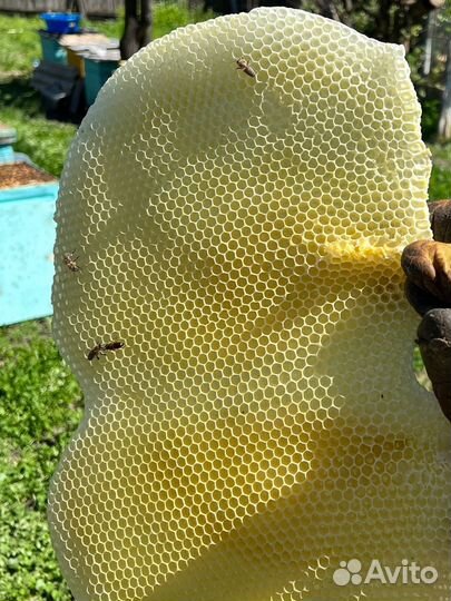 Пчелосемьи, пчелопакеты