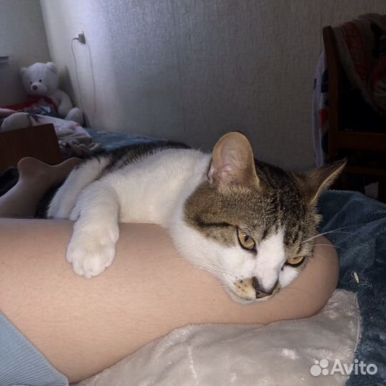 Отдам бесплатно животные