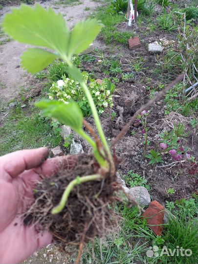 Рассада клубники, земляники