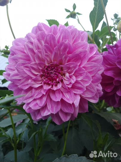 Георгины клубни