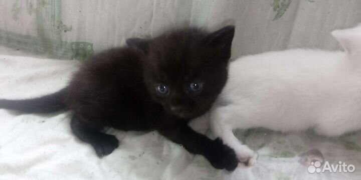 Котятки в добрые руки