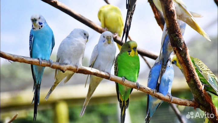 Волнистые попугайчики