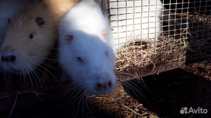 Нутрии на развод