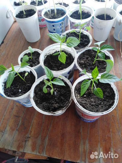 Доставка рассады