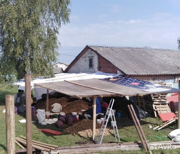 Картофель оптом с грядки