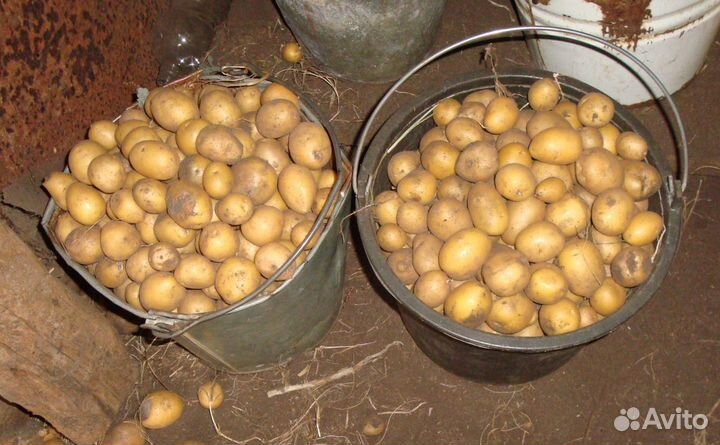 Картошка мелкая