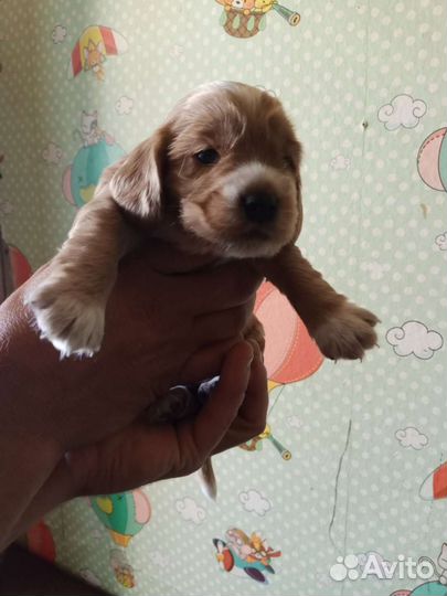 Кокер спаниель