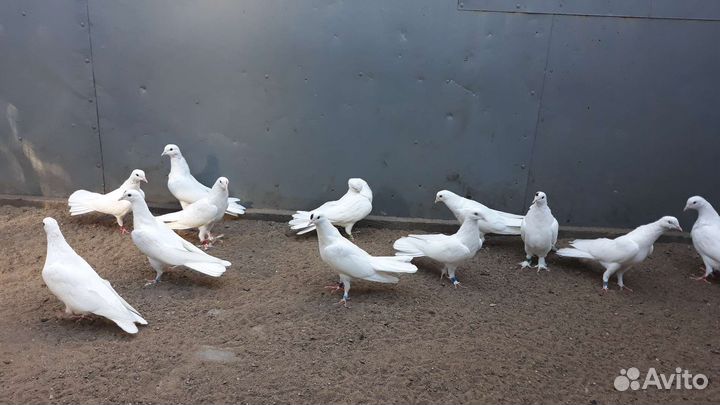 Голуби бойные