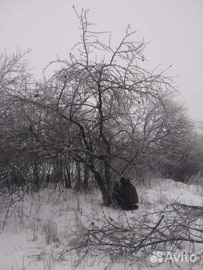 Обрезка плодовых деревьев