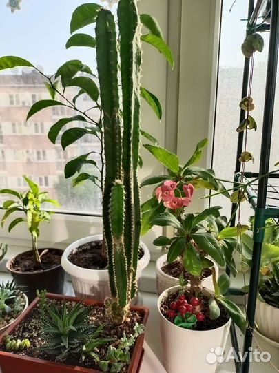 Кактусы и суккуленты