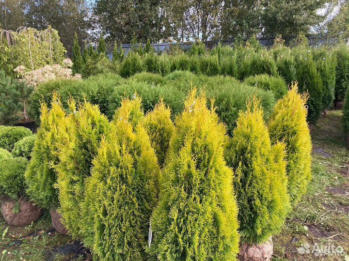 Туя Смарагд саженцы