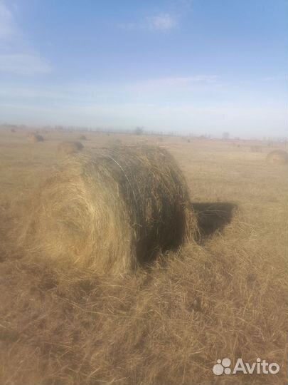 Продам сено в рулонах