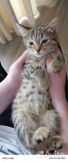 Котята в добрые руки бесплатно мальчик