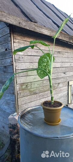 Диффенбахия