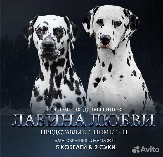 Щенки далматина из питомника РКФ, кобели