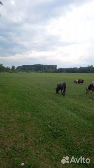 Бычки телки