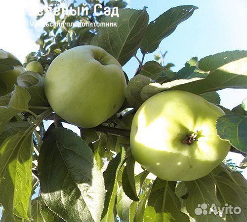 Саженцы яблонь Осеннего созревания