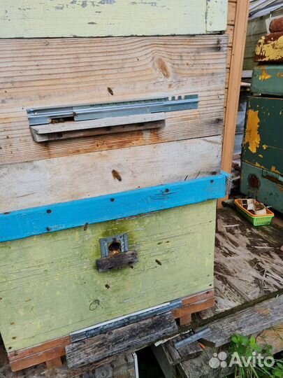 Ульи с пчелами