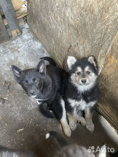 Щенки от хаски