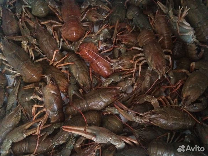 Продам живых раков