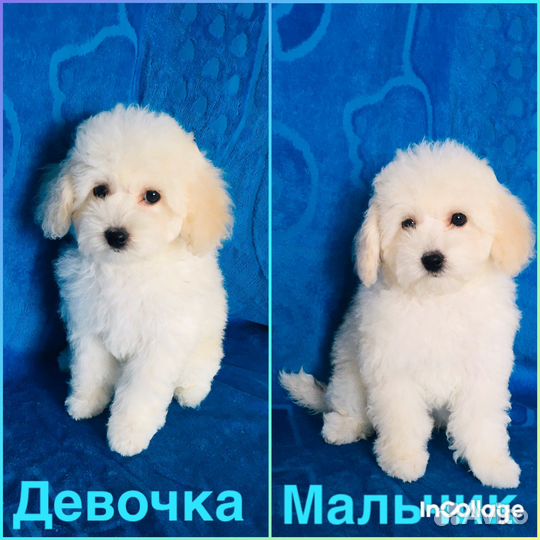 Мальтипушки