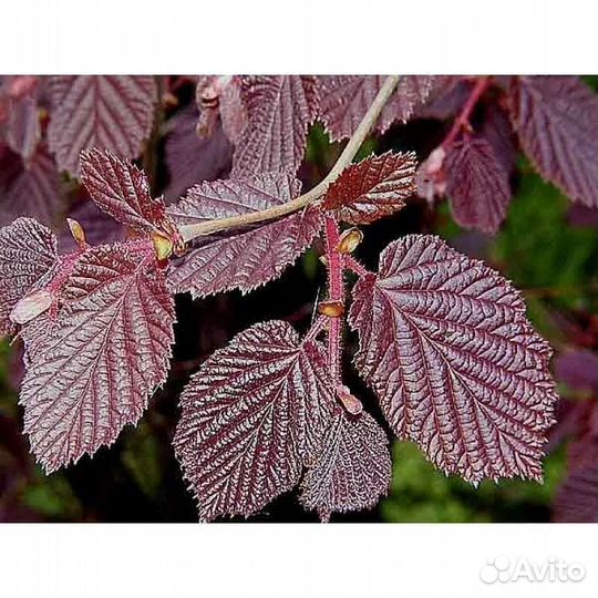 Орех фундук краснолистный