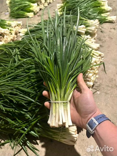 Свежий зеленый лук оптом от производителя