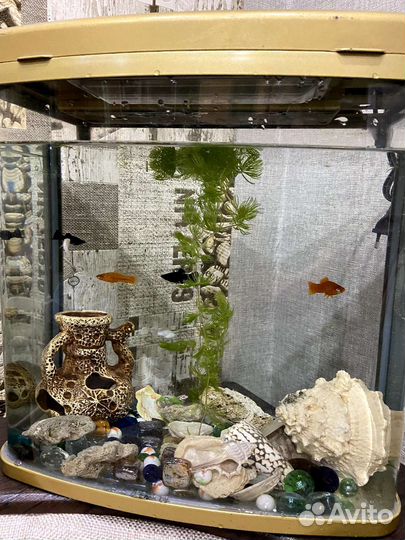 Аквариум