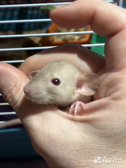 Декоративная крыса дамбо