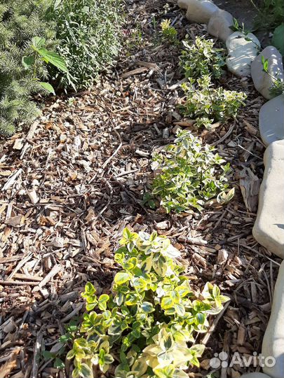 Садовые цветы и кустарники