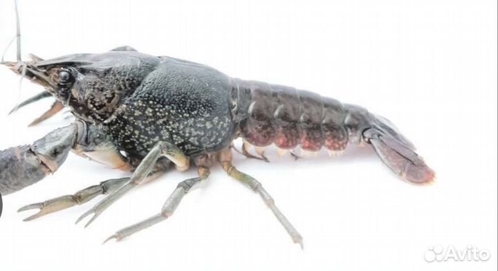 Мраморный рак (аквариумные)