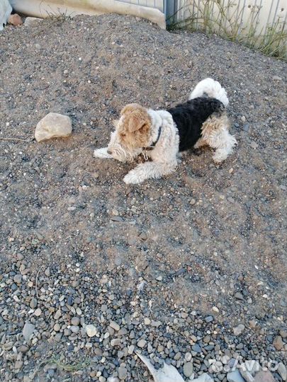 Фокстерьер жесткошерстный