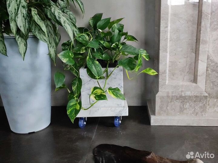 Горшки из мрамора с цветами