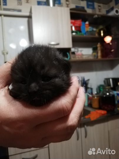 Бронь котята