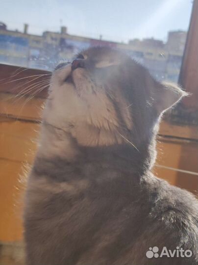 Шотландский кот на вязку
