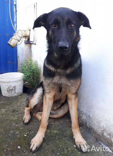 Крупная собака Эмма