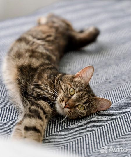 Шикарная кошечка Кася 1,5 года ищет свою семью