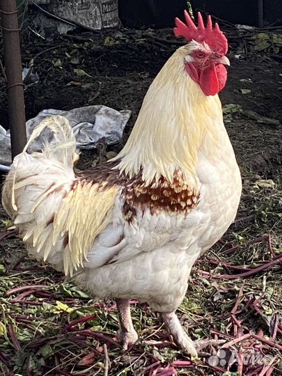 Куры и петух