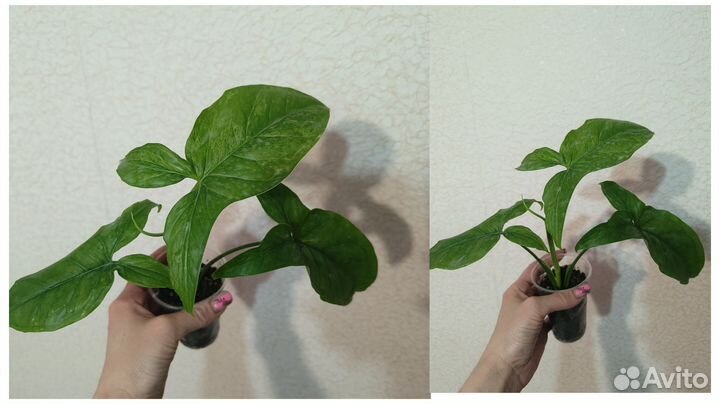 Комнатные растения