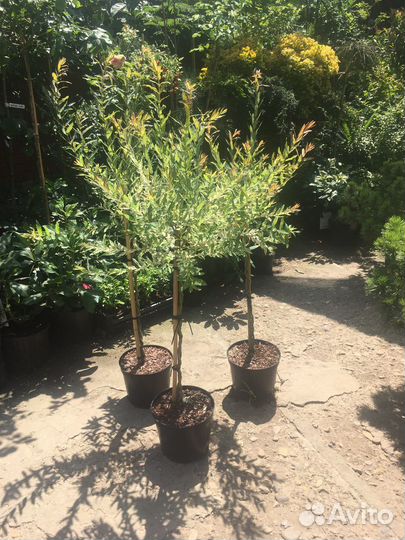 Ива хакура нишики плетенная штамб