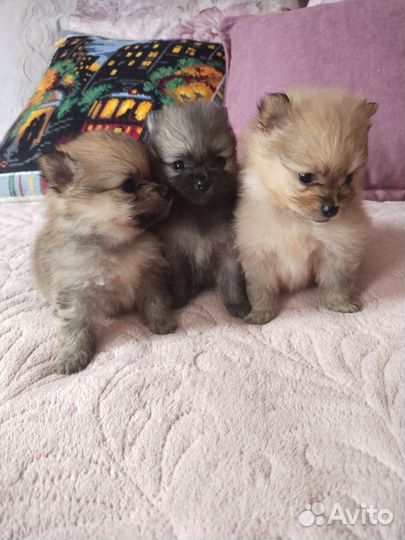 Собаки щенки шпиц