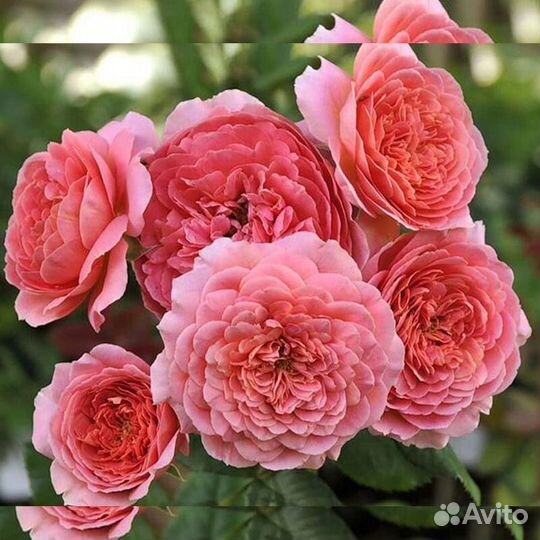 Роза Баяццо, Ванесса Белл английская