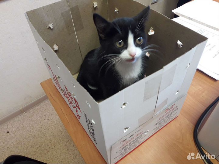 Пристраивается котёнок