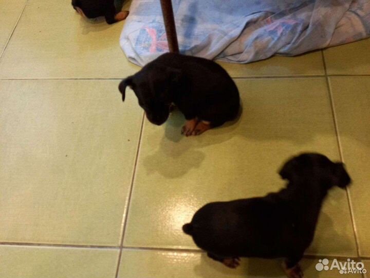 Той-терьер щенки