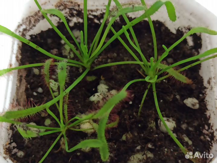 Росянка капская