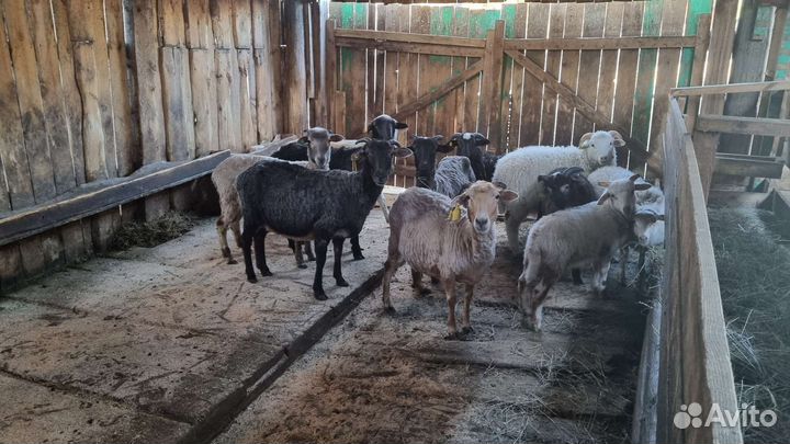 Овцы бараны ягнята