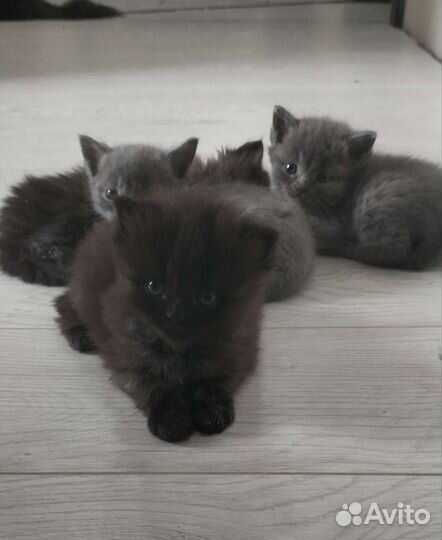 Кошки породистые бесплатно