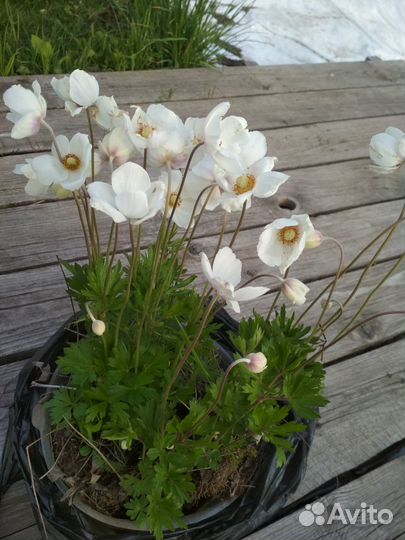 Анемона белая, хоста