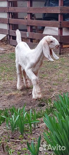 Продам шикарных козлят камори/шами